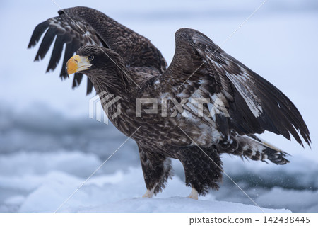 White-tailed eagle on the drift ice White-tailed eagle on the drift ice 142438445