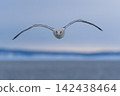 Seagulls flying over drift ice 142438464