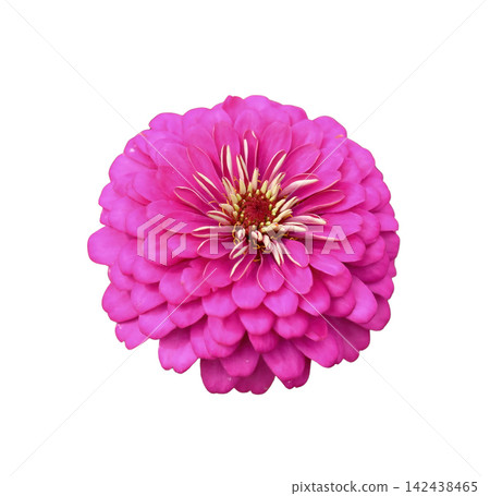 Pink zinnia flower isolated on white background Pink zinnia flower isolated on white background 142438465