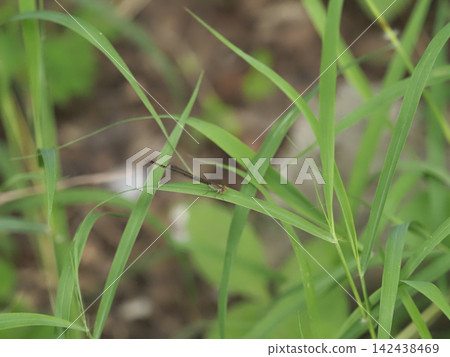 Green grass damselfly insect green grass and damselfly in natural habitat Green grass damselfly insect green grass and damselfly in natural habitat 142438469