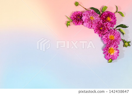 Sunny greeting card featuring beautiful dahlias, an abstract floral arrangement, autumn still life with seasonal flowers, background and banner for the screen. A minimalist holiday concept. 142438647