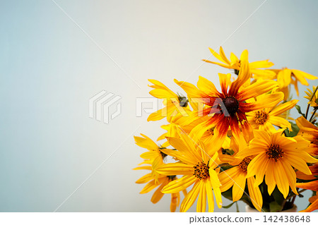 Autumn banner beautiful rudbeckia flowers on an elegant gradient background with space for text. This design template and flyer are suitable for screens, advertising card with an autumnal atmosphere. Autumn banner beautiful rudbeckia flowers on an elegant gradient background with space for text. This design template and flyer are suitable for screens, advertising card with an autumnal atmosphere. 142438648