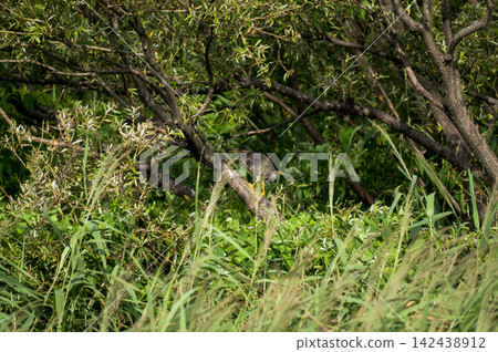 A young Sasagoi (a type of heron) on the Shinano River's Yasuragi Embankment. A young Sasagoi (a type of heron) on the Shinano River's Yasuragi Embankment. 142438912