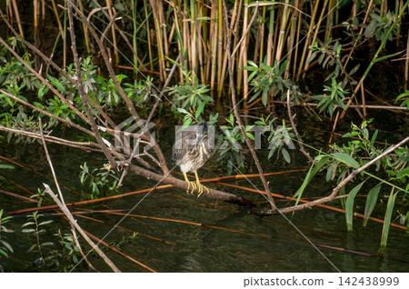 A young Sasagoi (a type of heron) on the Shinano River's Yasuragi Embankment. A young Sasagoi (a type of heron) on the Shinano River's Yasuragi Embankment. 142438999