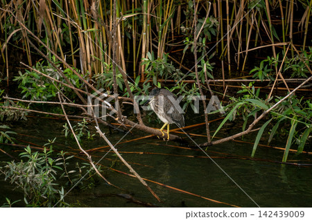 A young Sasagoi (a type of heron) on the Shinano River's Yasuragi Embankment. A young Sasagoi (a type of heron) on the Shinano River's Yasuragi Embankment. 142439009