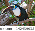 White-tailed bean 142439038