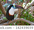 White-tailed bean 142439039
