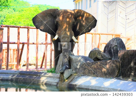Taka, a savanna elephant at Hiroshima City Asa Zoological Park. Taka, a savanna elephant at Hiroshima City Asa Zoological Park. 142439303