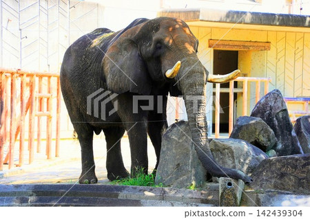 Taka, a savanna elephant at Hiroshima City Asa Zoological Park. Taka, a savanna elephant at Hiroshima City Asa Zoological Park. 142439304