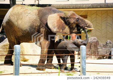 首次人工繁殖森林象:阿薩動物園的梅和敖 首次人工繁殖森林象:阿薩動物園的梅和敖 142439349