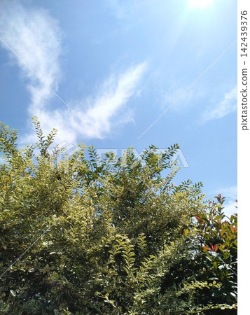 Summer sky and tree Summer sky and tree 142439376