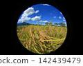 Rice field 142439479