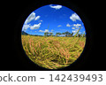 Rice field 142439493