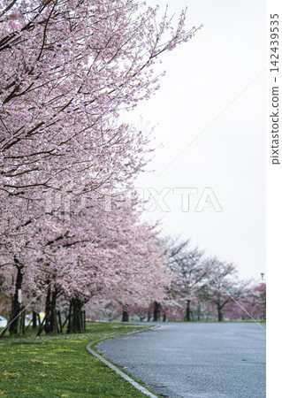 雨天裡，東京足立區舍人公園的櫻花樹和鬱鬱蔥蔥的草坪。 142439535