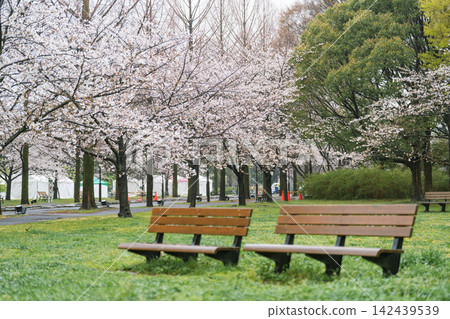 雨天裡,東京足立區舍人公園的櫻花樹和鬱鬱蔥蔥的草坪。 雨天裡,東京足立區舍人公園的櫻花樹和鬱鬱蔥蔥的草坪。 142439539