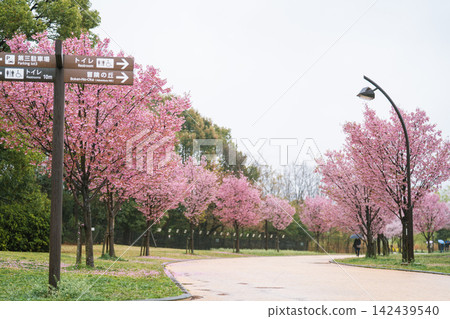 雨天裡,東京足立區舍人公園的櫻花樹和鬱鬱蔥蔥的草坪。 雨天裡,東京足立區舍人公園的櫻花樹和鬱鬱蔥蔥的草坪。 142439540