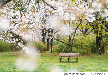 雨天裡,東京足立區舍人公園的櫻花樹和鬱鬱蔥蔥的草坪。 雨天裡,東京足立區舍人公園的櫻花樹和鬱鬱蔥蔥的草坪。 142439541