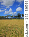 Autumn rice field 142439544
