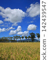 Autumn rice field 142439547