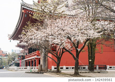 淺草寺和櫻花(春季盛開) 淺草寺和櫻花(春季盛開) 142439561