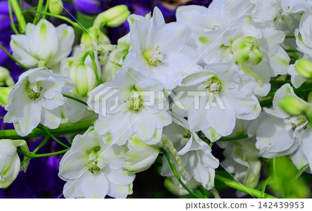 盛開的白色花朵-是翠雀花嗎? 盛開的白色花朵-是翠雀花嗎? 142439953