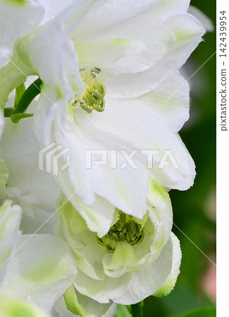 盛開的白色花朵-是翠雀花嗎? 盛開的白色花朵-是翠雀花嗎? 142439954