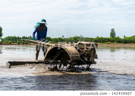 Farmer operates walking tiller muddy rice field preparing wet soil for planting cultivation rural agriculture under bright daylight 142439987