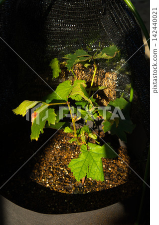 The inhabitants of the garden The inhabitants of the garden 142440021