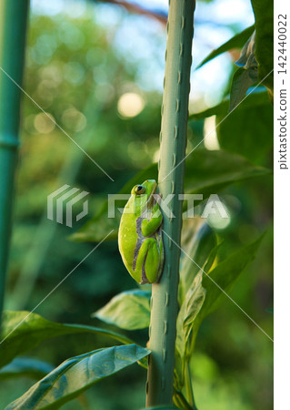 The inhabitants of the garden The inhabitants of the garden 142440022