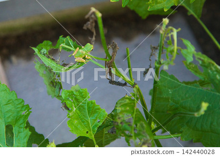 The inhabitants of the garden The inhabitants of the garden 142440028