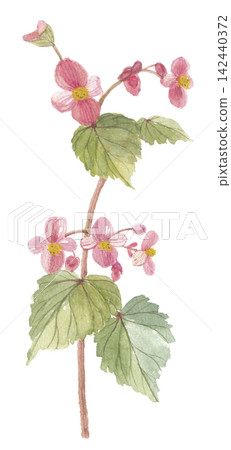 Begonia painted in watercolor 142440372