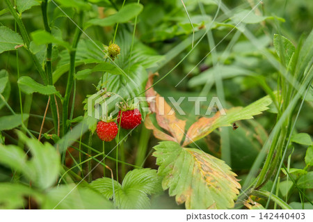 Pair of Ripe Wild Strawberries in Forest Pair of Ripe Wild Strawberries in Forest 142440403