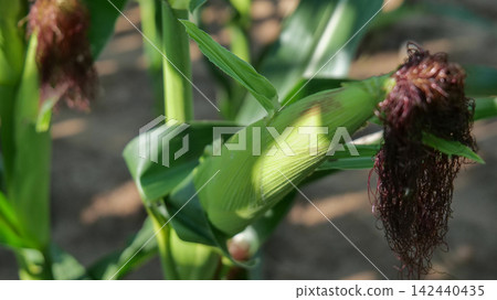 Corn Cob Growing on Stalk in Agricultural Field Corn Cob Growing on Stalk in Agricultural Field 142440435