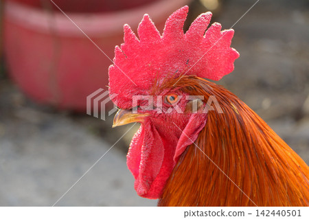 Rooster Portrait Close Up in Natural Light Rooster Portrait Close Up in Natural Light 142440501