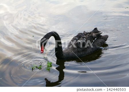 Black Swan Feeding in Water With Ripples 142440503