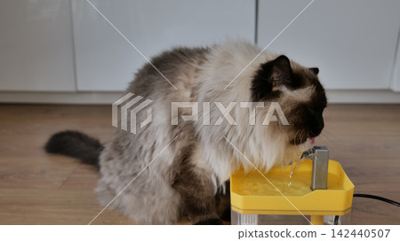 Ragdoll Cat Drinking Water from a Pet Fountain Ragdoll Cat Drinking Water from a Pet Fountain 142440507