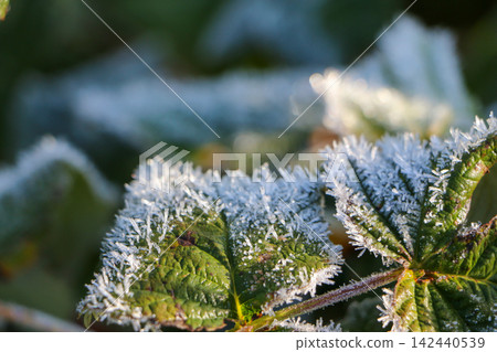 Frost Covered Green Leaves With Delicate Ice Crystals Frost Covered Green Leaves With Delicate Ice Crystals 142440539