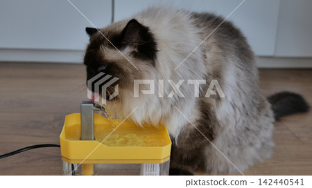 Cat Drinking from Pet Water Fountain Cat Drinking from Pet Water Fountain 142440541