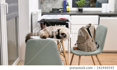 Cat Sleeping on a Table Cat Sleeping on a Table 142440545