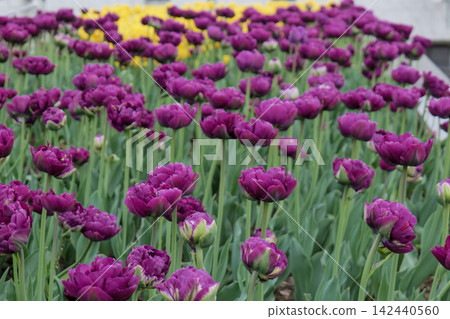 Blooming Purple Tulips in Garden Close Up Blooming Purple Tulips in Garden Close Up 142440560
