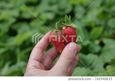 Hand holding a moldy strawberry with a strawberry plantation in the background Hand holding a moldy strawberry with a strawberry plantation in the background 142440615