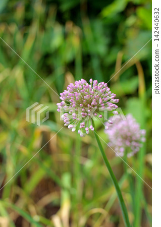 Purple Thistle Flowers in Meadow Purple Thistle Flowers in Meadow 142440632