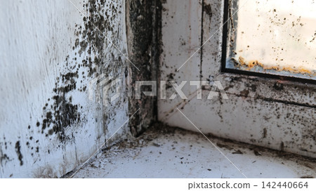 Black Mold on Window Sill and Frame Corner Black Mold on Window Sill and Frame Corner 142440664