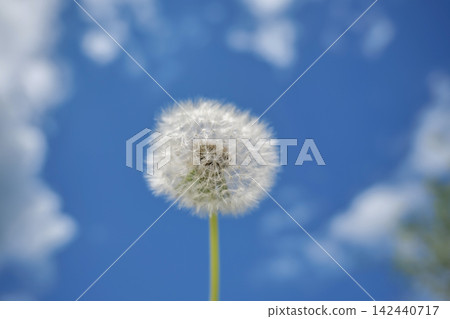 Dandelion seed head against blue sky Dandelion seed head against blue sky 142440717