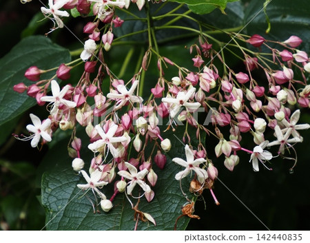 White flowers and red buds of Clerodendrum trichotomum White flowers and red buds of Clerodendrum trichotomum 142440835