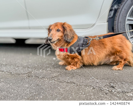 一隻迷你臘腸犬在車旁等待散步。 一隻迷你臘腸犬在車旁等待散步。 142440874