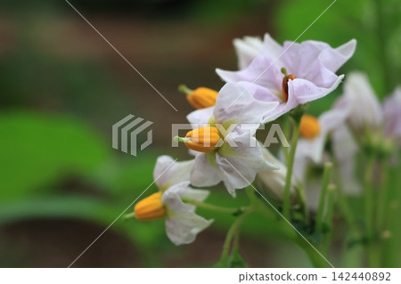 A close-up photograph of a potato flower. A close-up photograph of a potato flower. 142440892