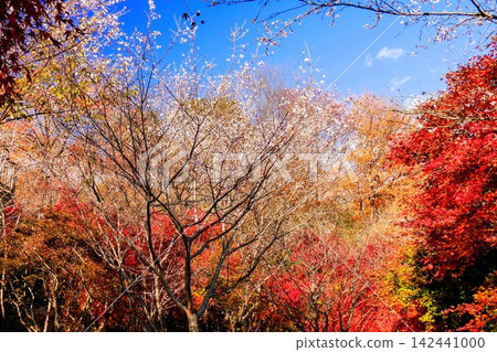 Autumn leaves and winter cherry blossoms against a blue sky Autumn leaves and winter cherry blossoms against a blue sky 142441000