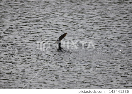A cormorant catches a large fish and swallows it whole. A cormorant catches a large fish and swallows it whole. 142441286