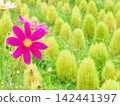 Autumn scenery adorned with cosmos and kochia 142441397